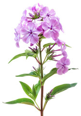 PNG Wildflower Drummond phlox geranium blossom plant.
