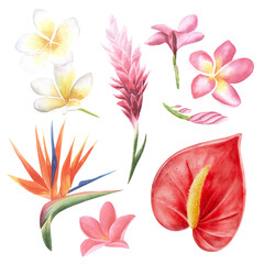 set of tropical flowers: anthurium, ginger, plumeria, strelitzia. Hand drawn watercolor floral elements for decoration, cards, decor, stickers. arrangements for greeting card or invitation design