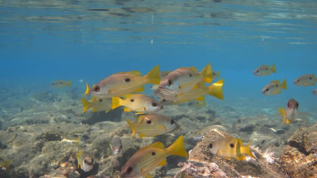 Blackspot snapper (Lutjanus ehrenbergii) fishes at shallow water of Red Sea. Stock video footage