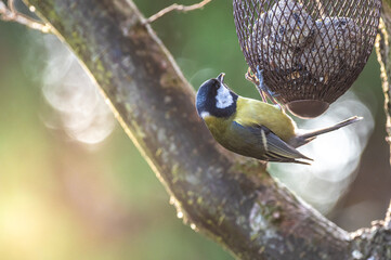 ptaki sikorki i mazurki przy karmniku w czasie łagodnej zimy w Europie © Henryk Niestrój