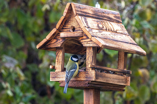 ptaki sikorki i mazurki przy karmniku w czasie łagodnej zimy w Europie