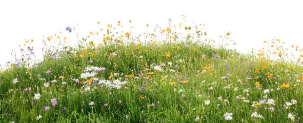 PNG Hill of flower meadow flowers spring outdoors.