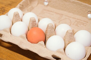 Brown Egg Among White Eggs – Stand Out from the Crowd