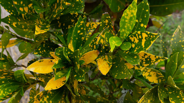 Fondo textura de hojas de croto Codiaeum Variegatum verde amarillo mostaza