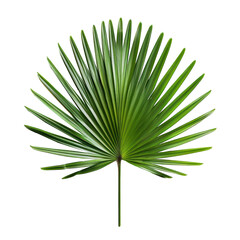 Fototapeta premium PNG Green palm leaf arecaceae plant tree.