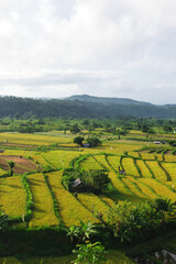 A beautiful rice field in Ubud Bali Indonesia August 2022. This was on a bright sunny day and the sight was truly breath taking. There was lots of traditional farming methods to be seen here.