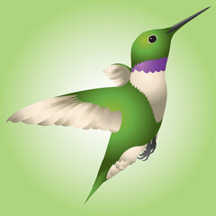 A graphic illustration of a hummingbird in flight. 