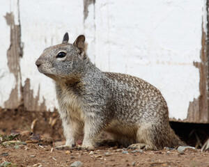 Ground Squirrel standing in front a white barn in Suisun City, California.