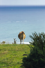 Cow in Euskadi mountain