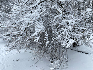 snow covered tree