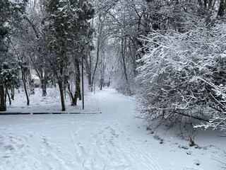snow covered trees in winter