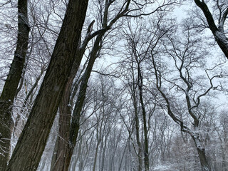 Fototapeta premium trees in winter