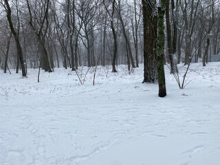 snow covered trees