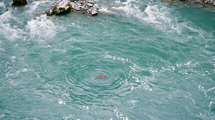 Redfish swims in a turquoise river, rocky shoreline visible in the background. Potential use nature documentary, travel brochure