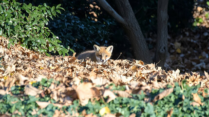Obraz premium Curious fox kit peeking from autumn leaves in urban park, sunlight dappled background; wildlife nature photography