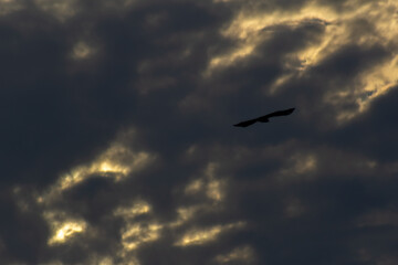 Silhouette of a bird in the sky with clouds at sunset