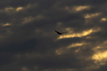 Silhouette of a bird in the sky with clouds at sunset