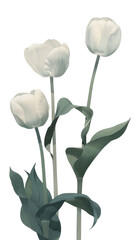 Obraz premium PNG Spring flowers postcard illustration tulips art.