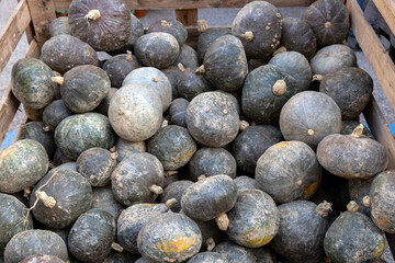 Zucca Delica (Kabocha squash) at a street market in Piove di Sacco, Veneto, Italy, during Festa...