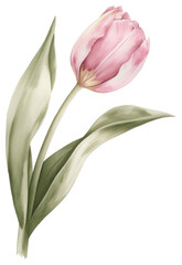Fototapeta premium PNG Pastel coquette pink tulip illustration watercolor flower.