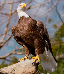 american bald eagle on a branch