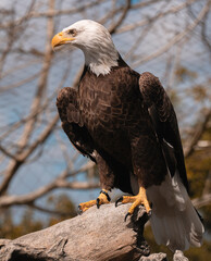 american bald eagle
