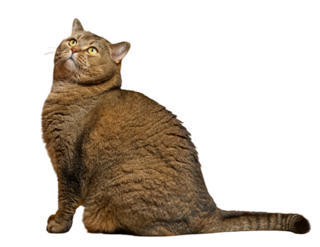 Adult gray straight-eared cat looking up on isolated background