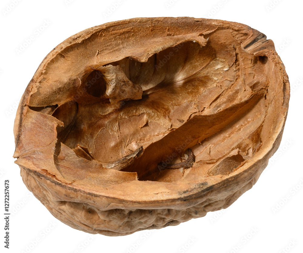 Poster half of walnut, empty shell on isolated background