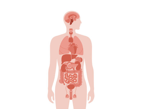 recommend clip art: Human internal organs