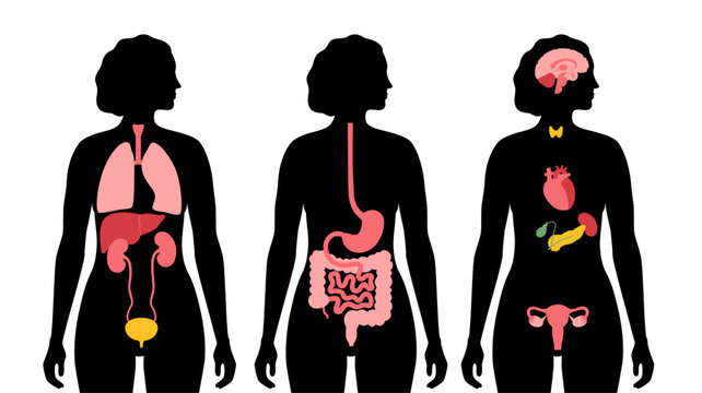 Human internal organs
