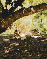 lion resting on the grass