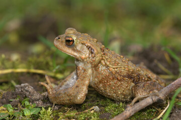 Closeup on a common European toad, Bufu bofo in the garden against a green background