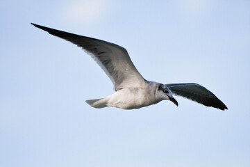 seagull in the sky