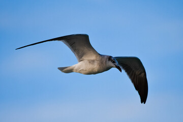 seagull in flight