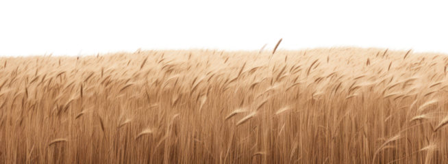 PNG Golden wheat field landscape