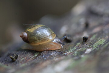 Macro Photos Spider, Flowers, Slug.