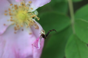 Macro Photos Spider, Flowers, Slug.