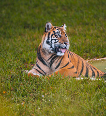  beautiful animal tiger in the green grass