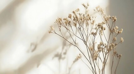 Dried Flowers Cast Shadows On A White Wall