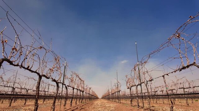 Vi&ntilde;edo en epoca de sequia, uvas secas por el calor en epoca de poca agua, campo de uvas seco