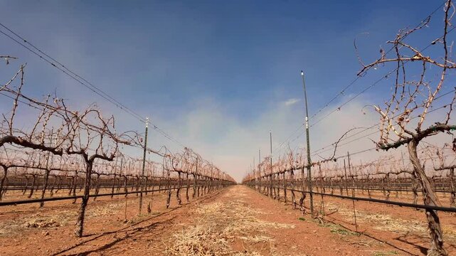 Vi&ntilde;edo en epoca de sequia, uvas secas por el calor en epoca de poca agua, campo de uvas seco
