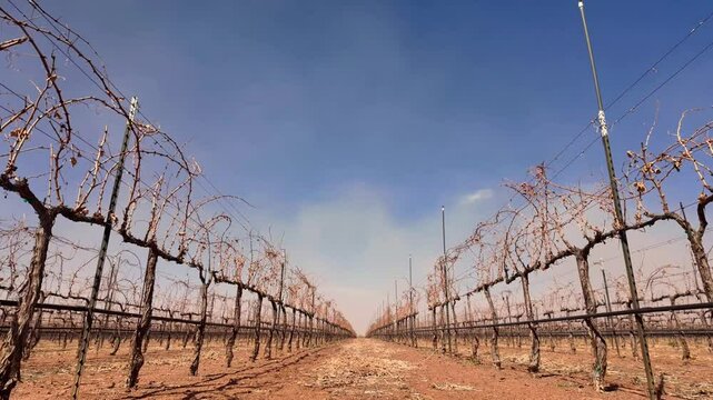 Vi&ntilde;edo en epoca de sequia, uvas secas por el calor en epoca de poca agua, campo de uvas seco