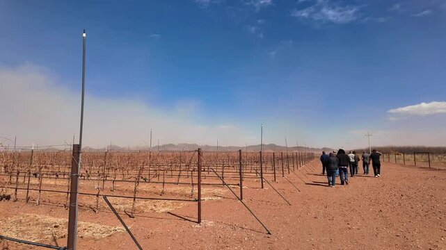 Vi&ntilde;edo en epoca de sequia, uvas secas por el calor en epoca de poca agua, campo de uvas seco