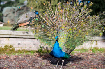 Obraz premium A male peacock with the fanned-out wheel of its tail feathers during courtship