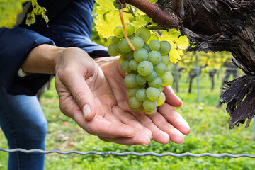 Woman holding a bunch of ripe grapes in open hands. Green grape cluster hanging on a twisted vine....
