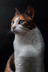 Curious cat looking to the side