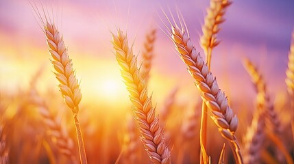Golden Wheat Stalks at Sunset in a Field