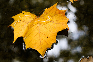 autumn maple leaf