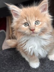 Maine coon kitten pluizig/fluffy
