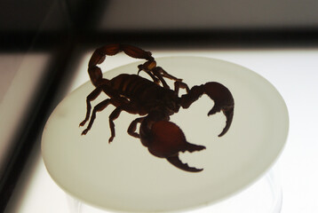 Scorpion silhouette with raised pincers in defensive stance under bright dramatic backlight....